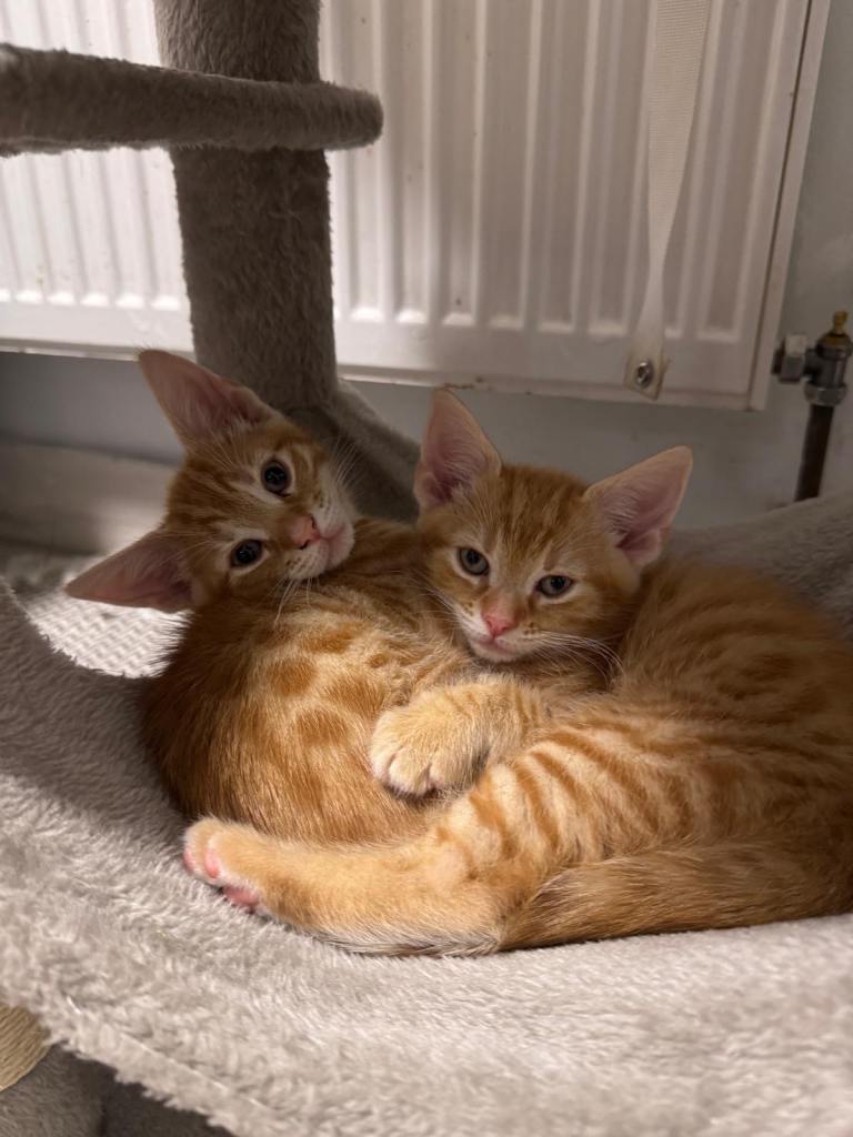 Kittens
