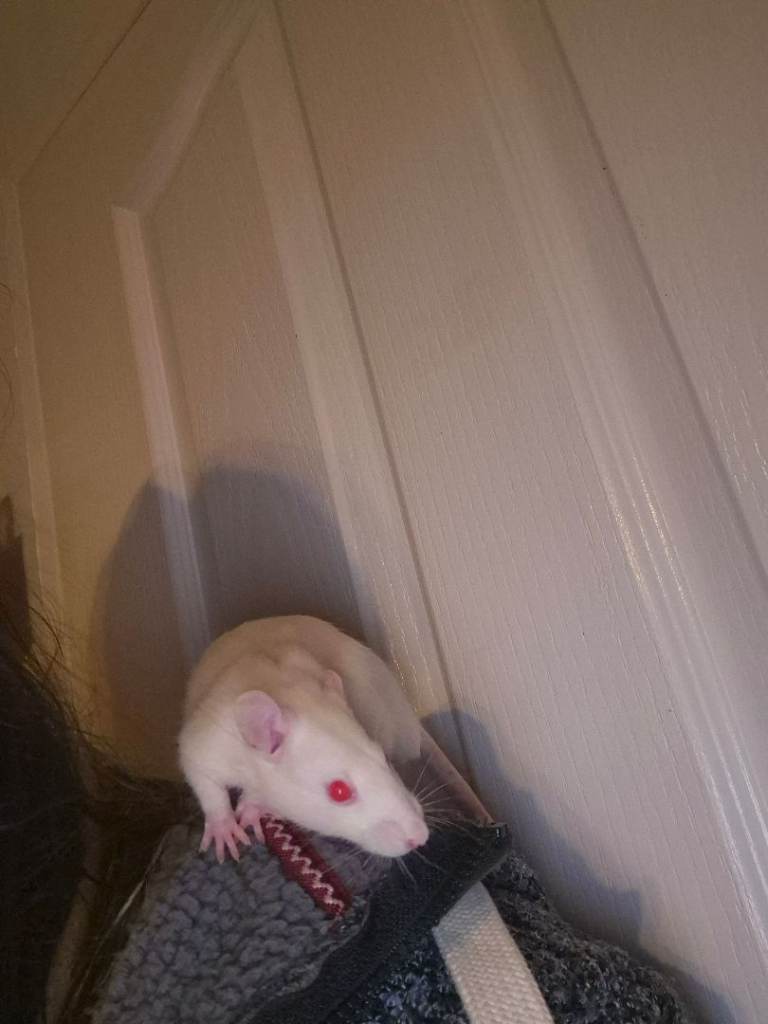 Pet Rats 