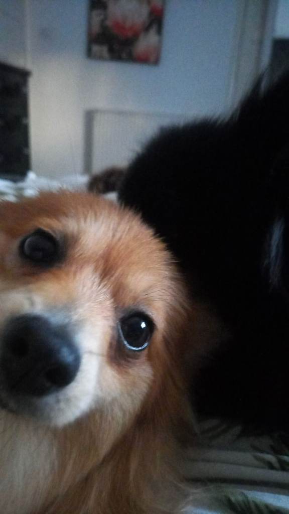 1 an a half year old fox face pomeranian 