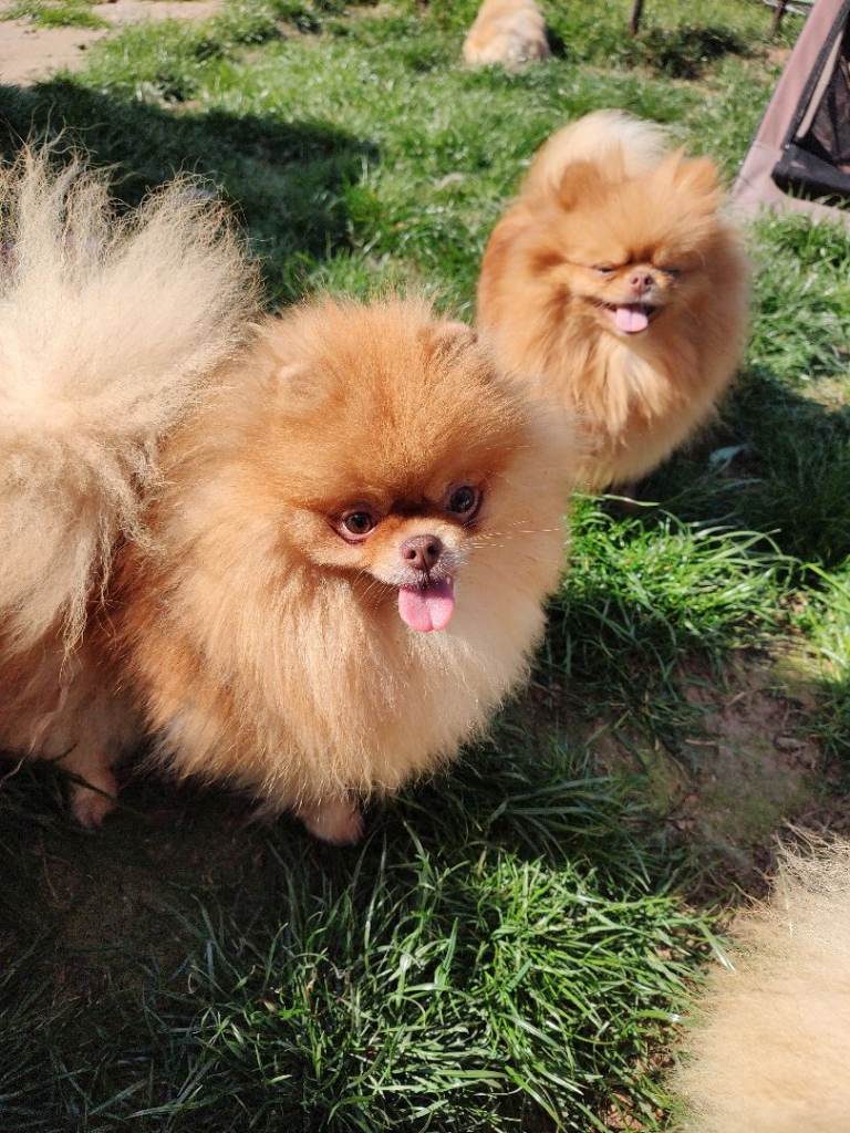 Semi Or detached pet friendly property needed urgently 