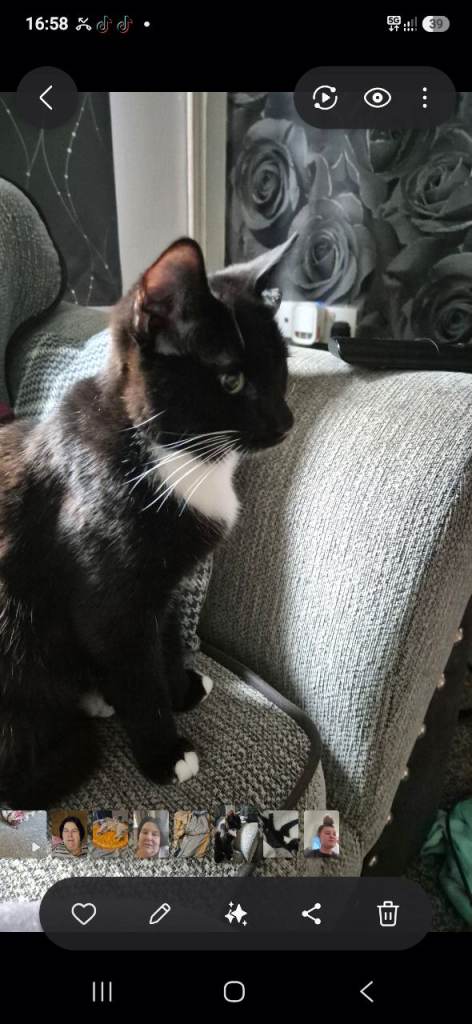 MISSING: Black and White Cat - Last Seen in Overdale Telford 