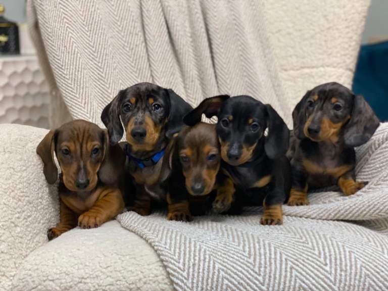 KC registered PRA CLR miniature dachshunds 