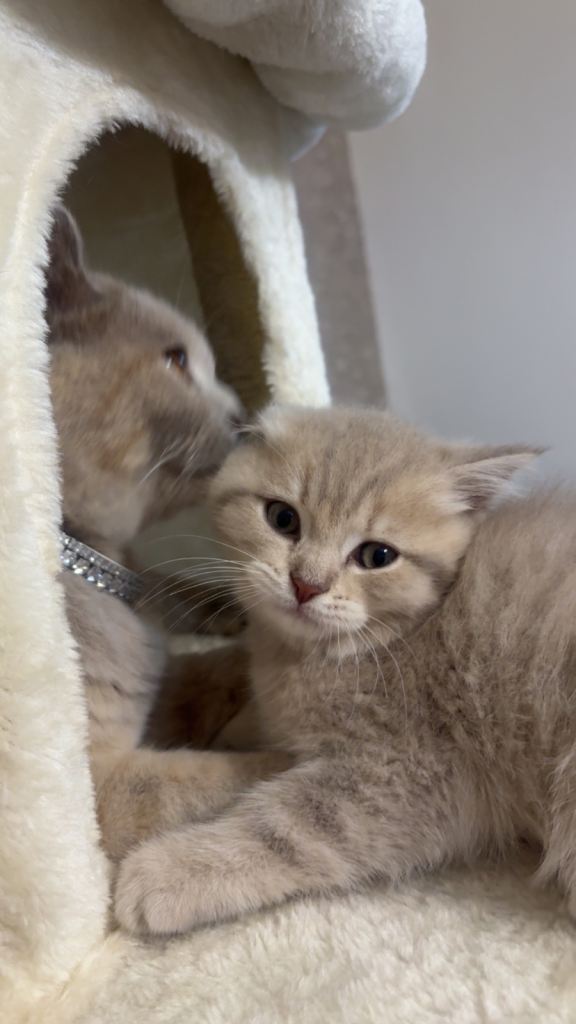 Beige full breed  short hair kitten 
