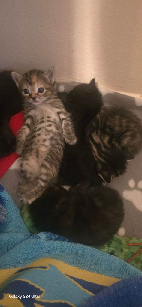 Kittens for sale