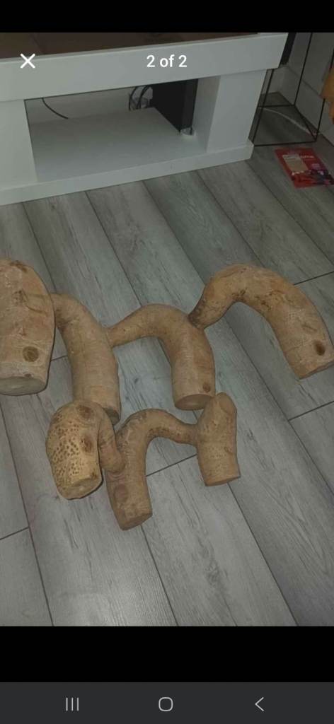 Bamboo root for vivarium 