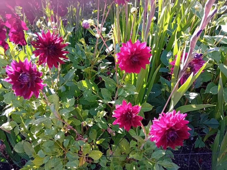 Twice weekly Zen meditation,  Glasgow 