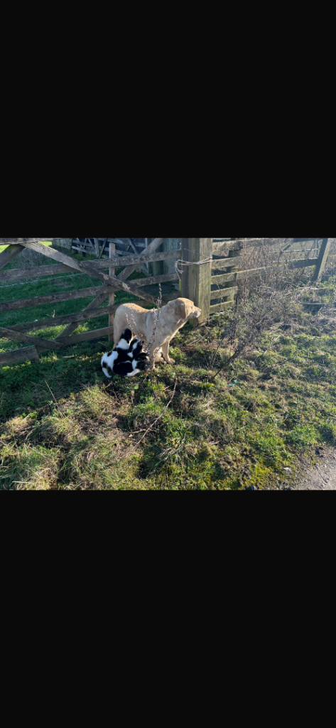 Labrador X collie puppies