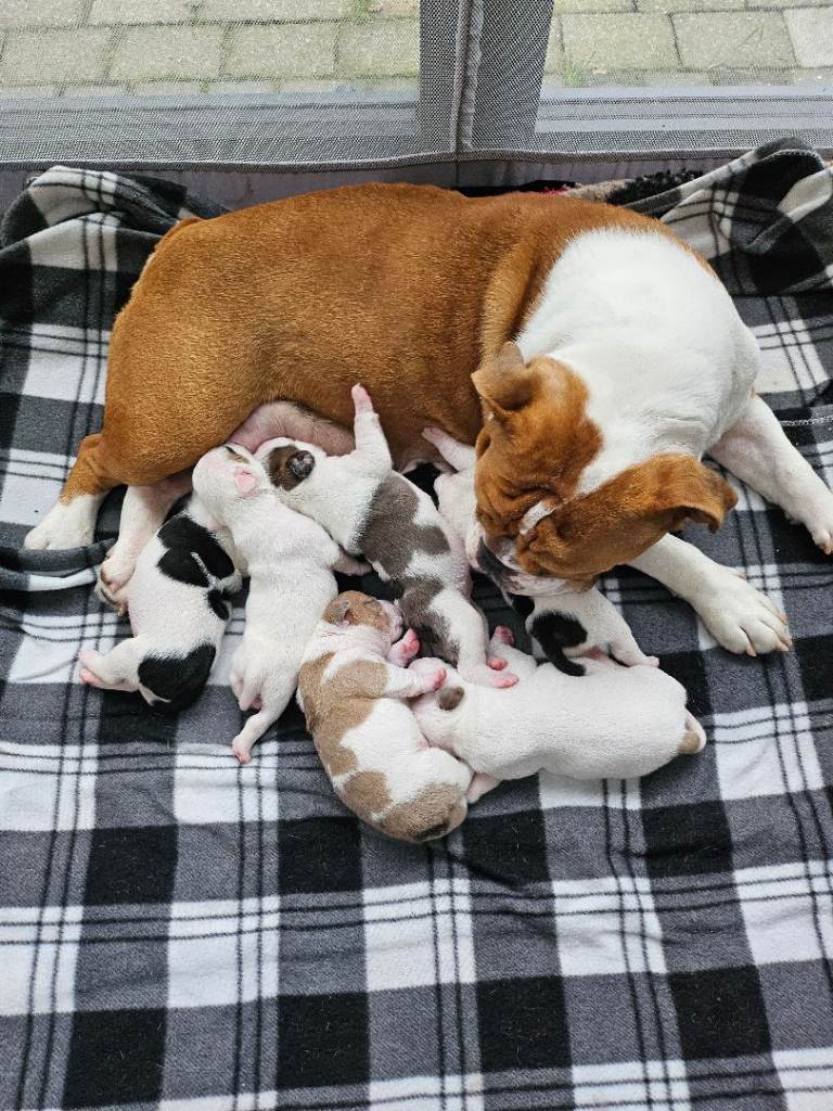 English Bulldog Staffordshire Bull pups 