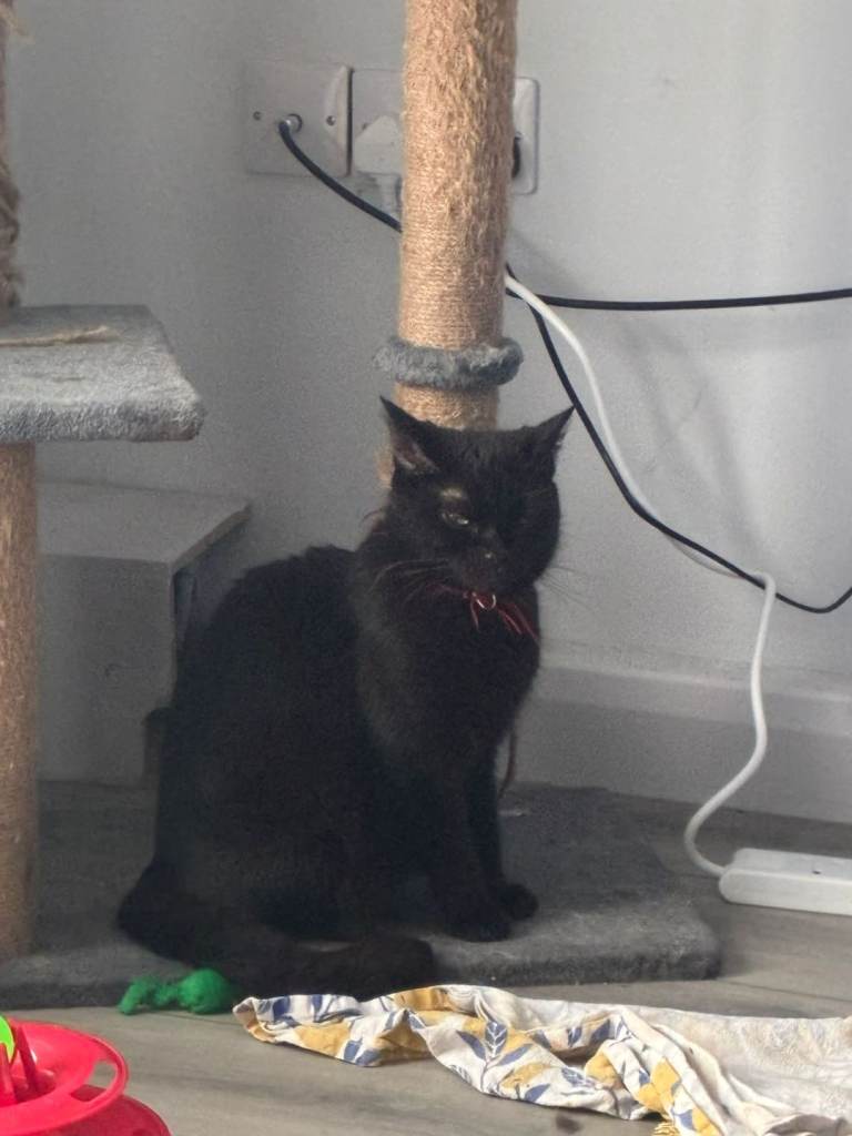 Cat for sale 
