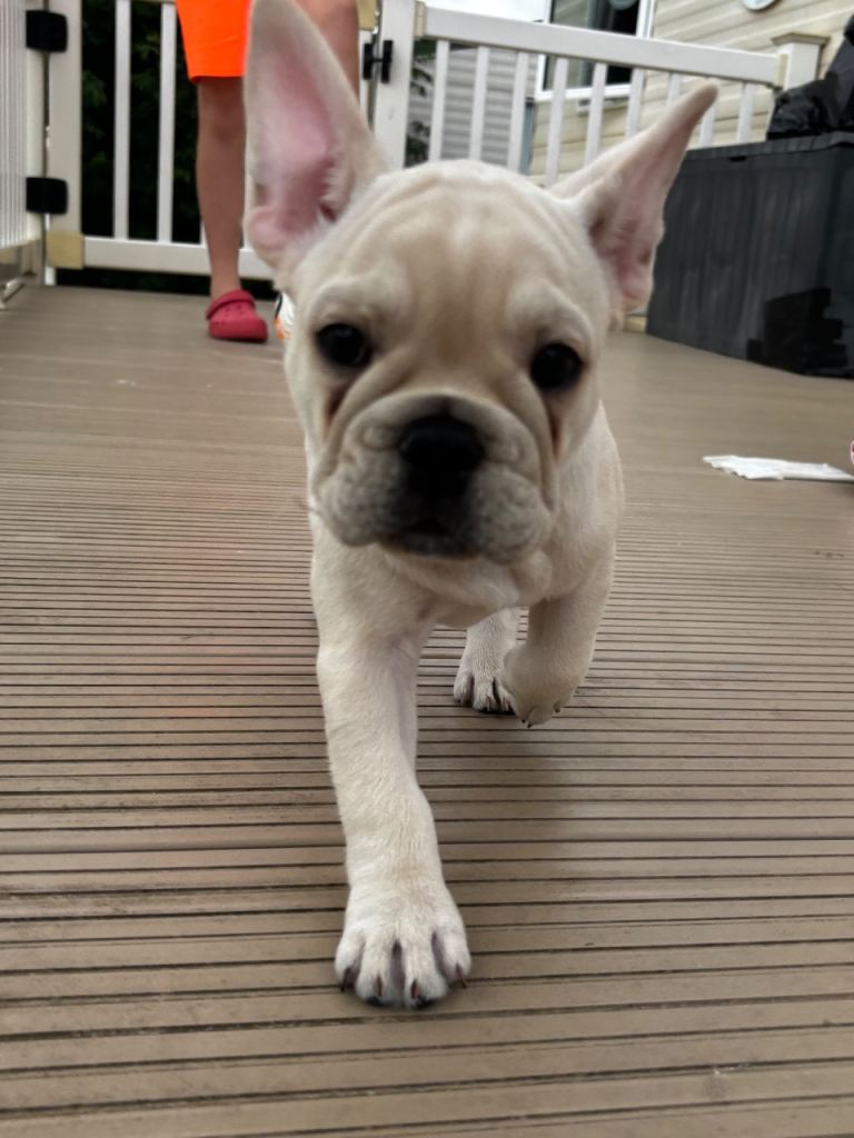 12 week old frenchie🐾