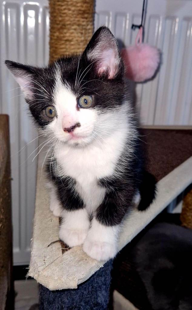 Selling kittens . Cute kittens are looking for mom - dad.