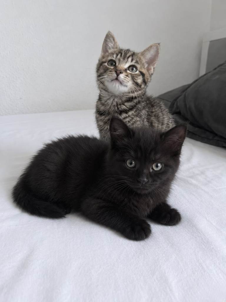 Siberian forest Kittens 9 weeks old