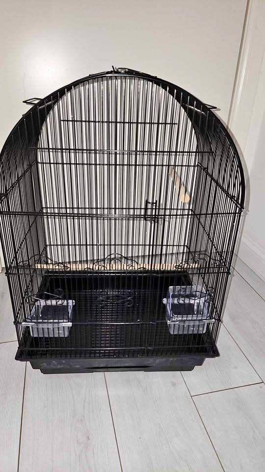 Large Birds Cage