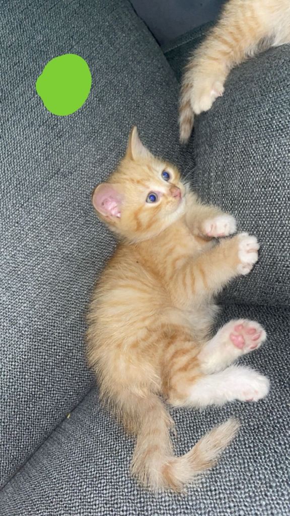 Ragdoll x kittens 