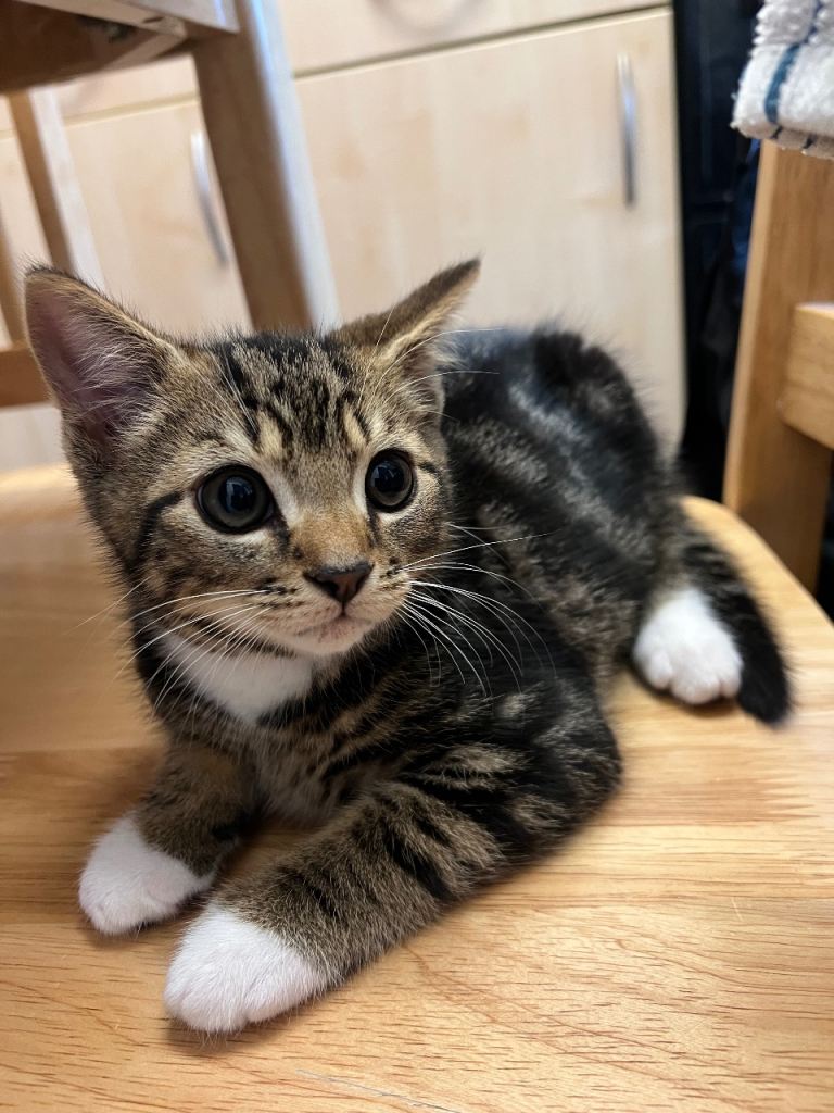 Friendly 10-weeksOld Tabby Cat + Bed, Scratcher & Toys – £200