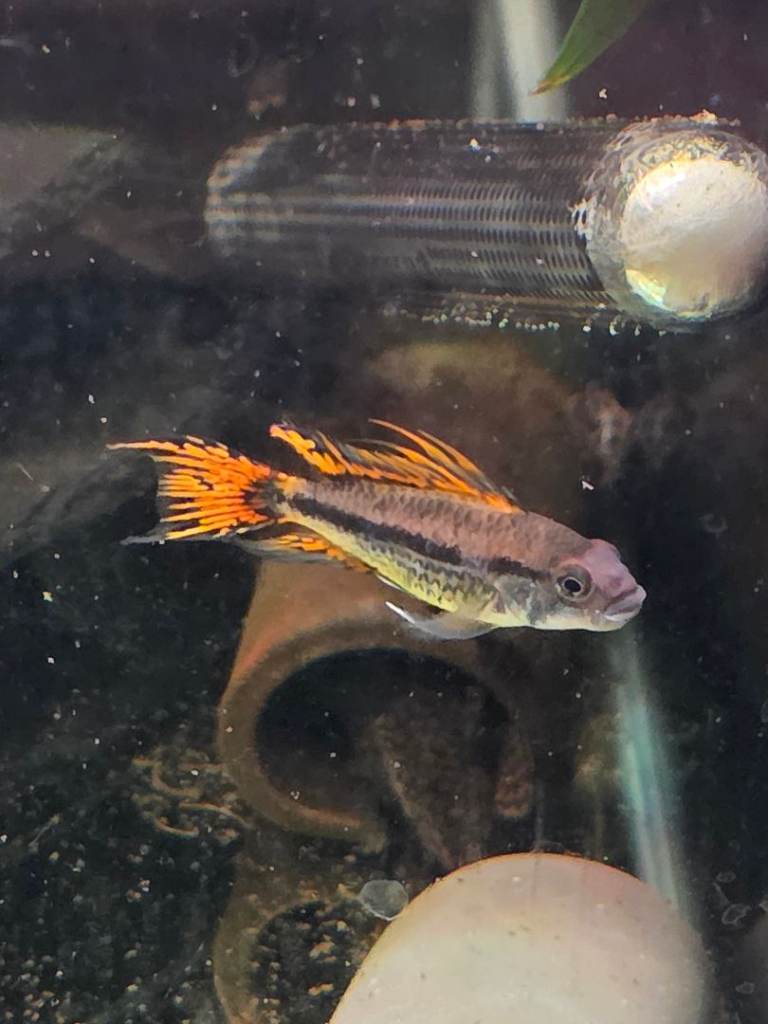 Apistogramma Cactoudies 