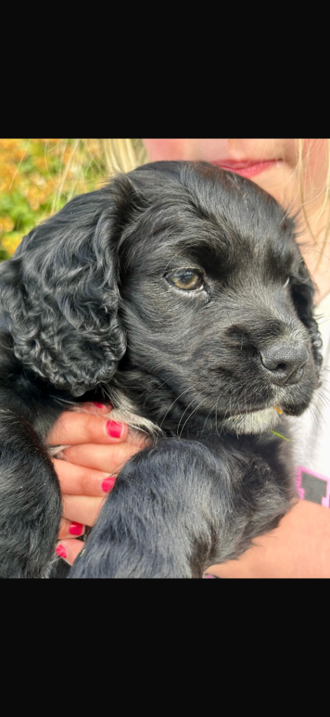 Cocker spaniel 