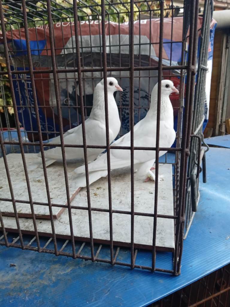 Pigeons for sale 