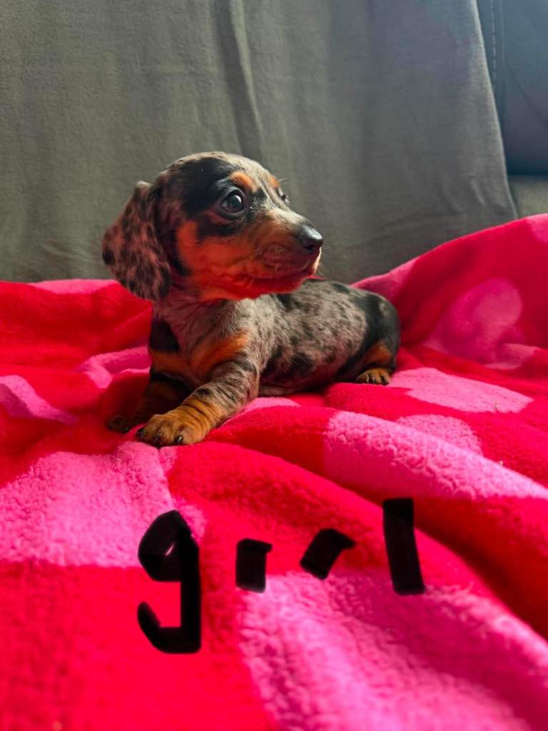 Dachshund puppies