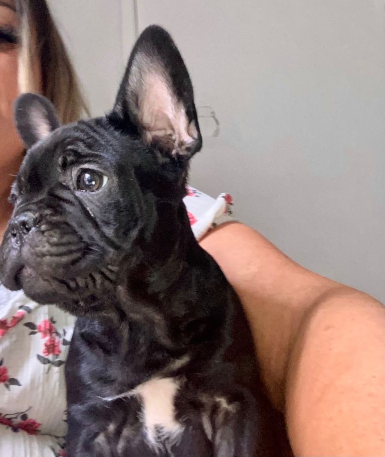 French bulldog puppies , ready to leave 11th June 