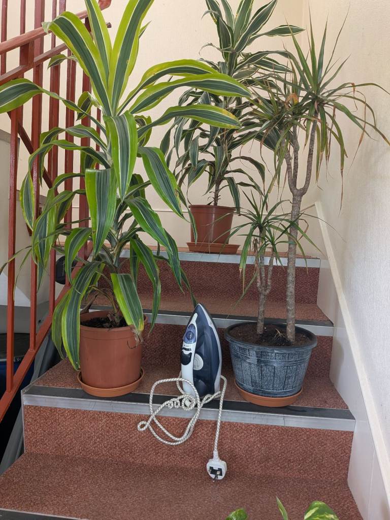 House. Plants for sale