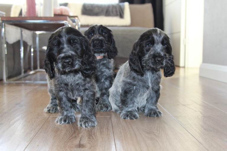 Adorable KC Registered Blue Roan Show Cocker Spaniel Boys