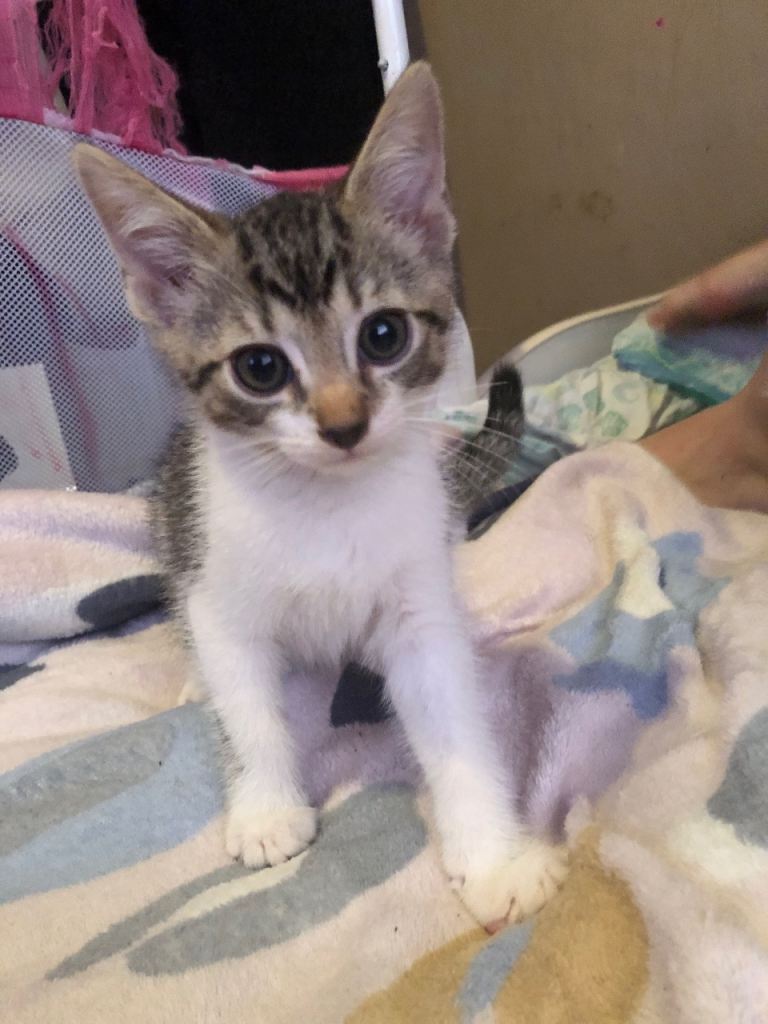 Kittens looking for forever homes 
