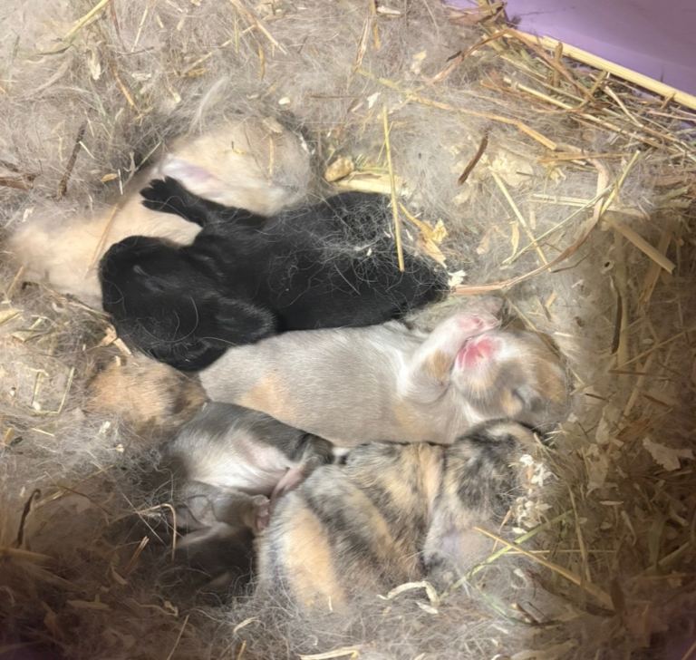 Baby Mini Lops