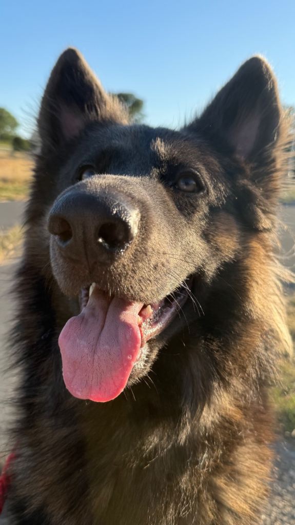 German Shepard 