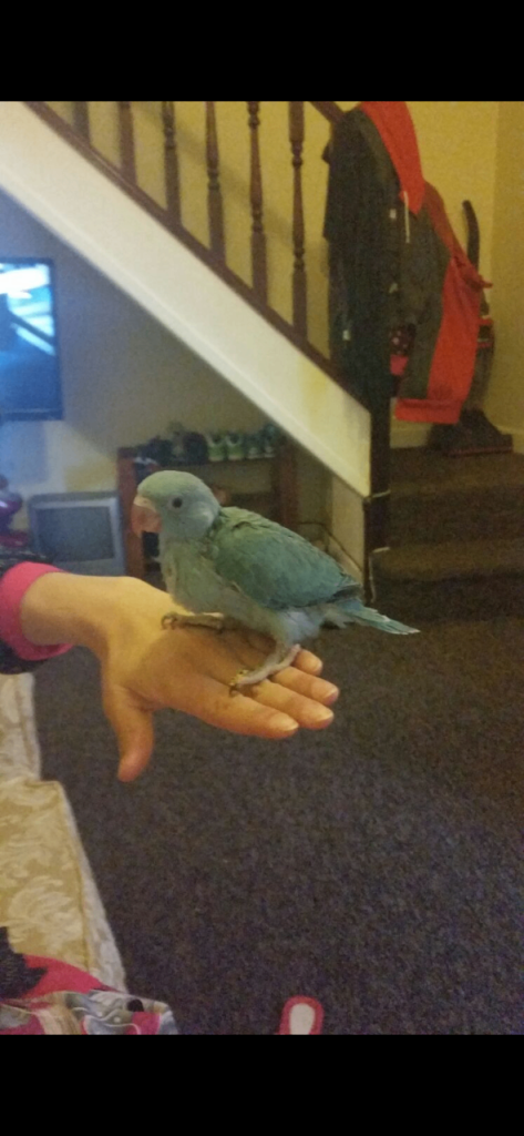 Indian ringneck parrot 