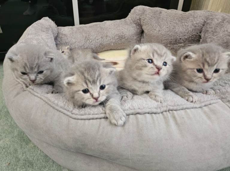 British shorthair kittens