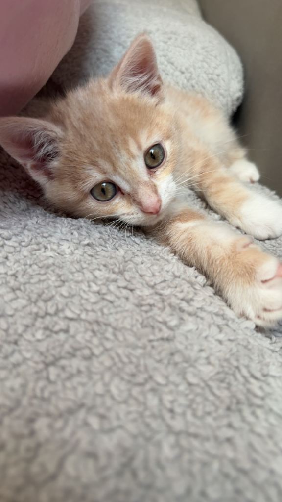 Male Kitten