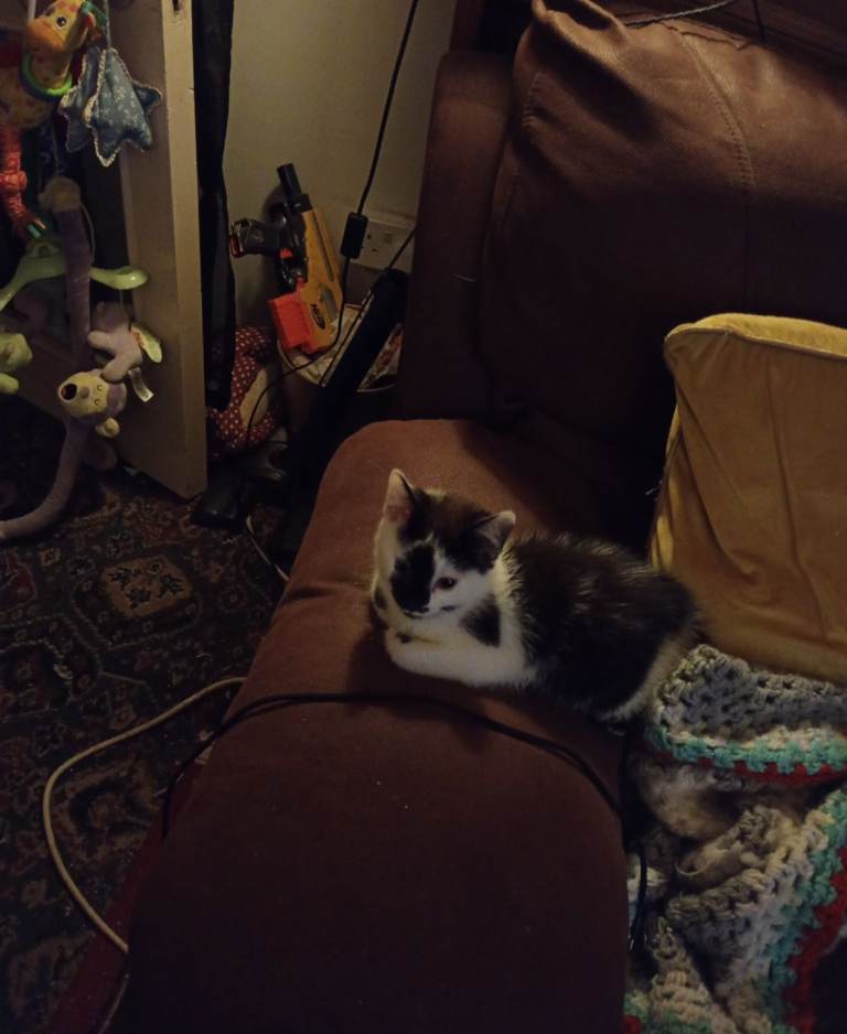 Kitty