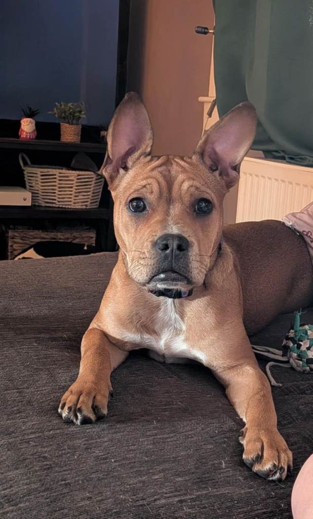 Seeking loving stable home for nova 