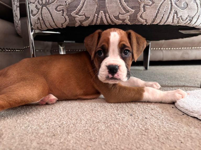 Boxer 