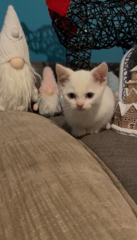 Kittens ready to go now