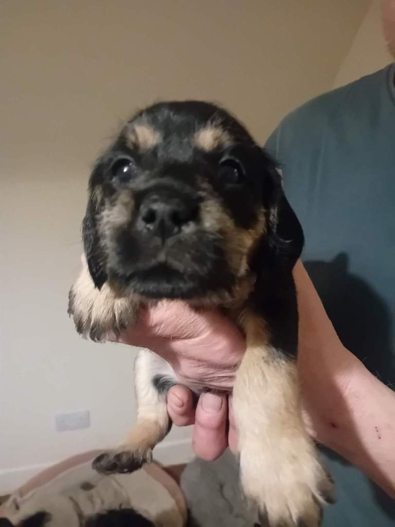 Miniture schnauzer x cavalier pups