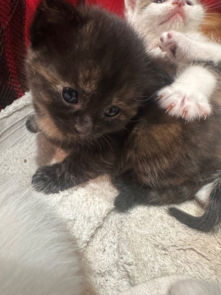 Gorgeous Freindly kittens Range of colours