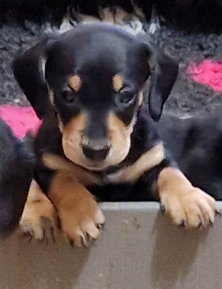  KC Miniature Dachshund puppies READY NOW