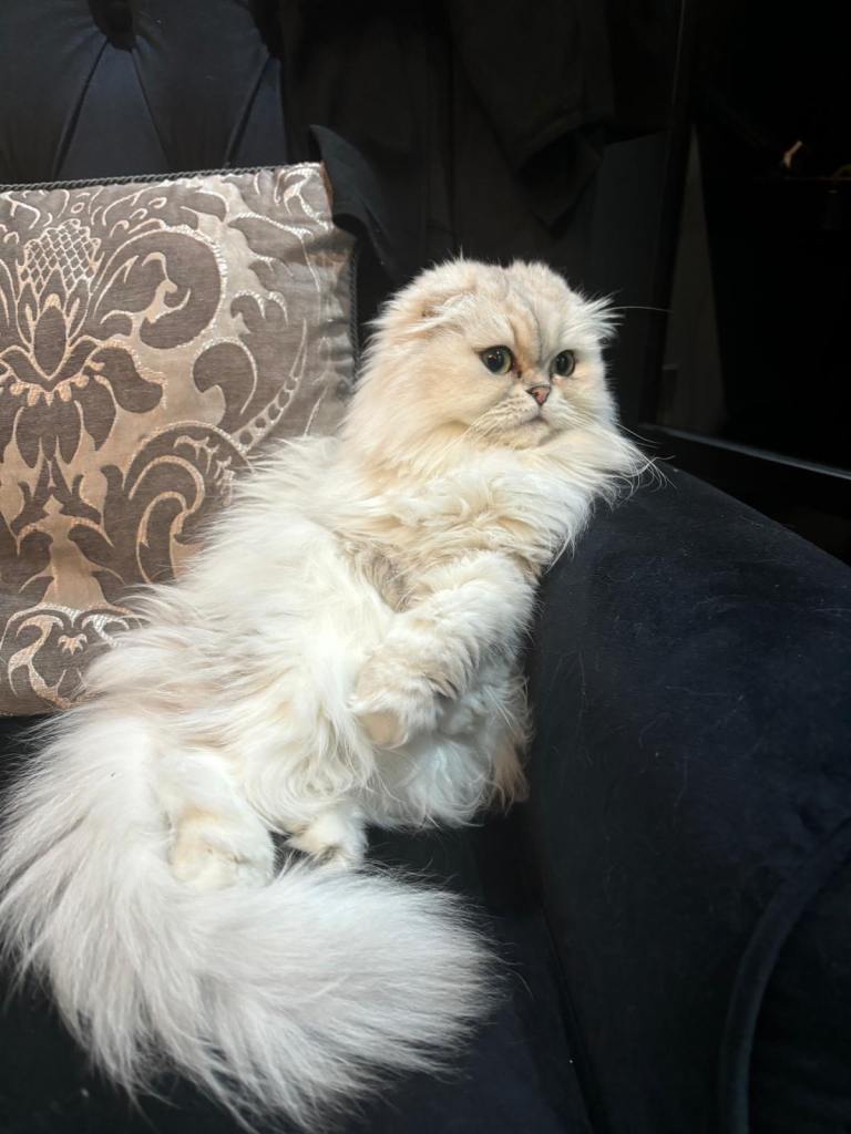 Pure white female cat