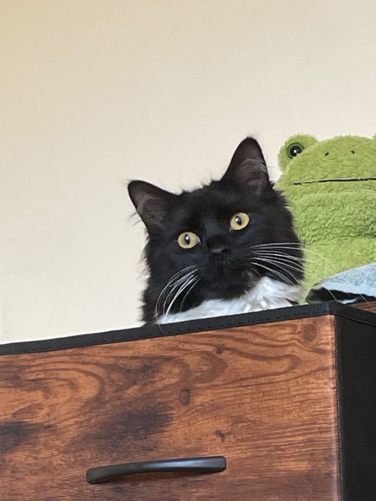 1 Year Old Tuxedo Cat