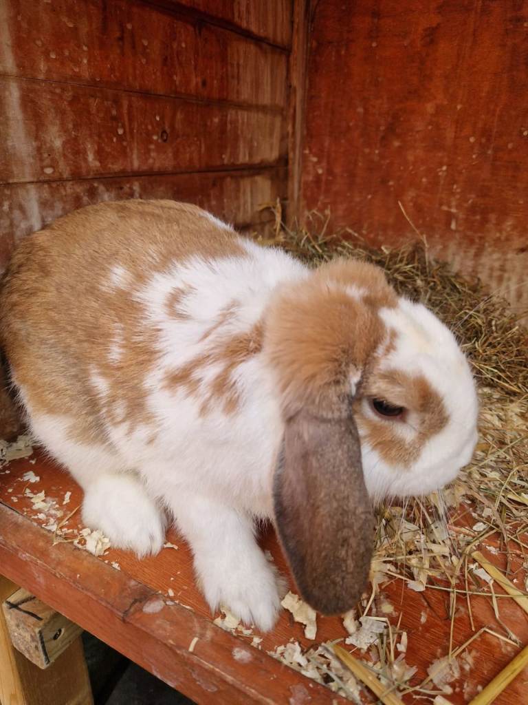 Rabbit Lop