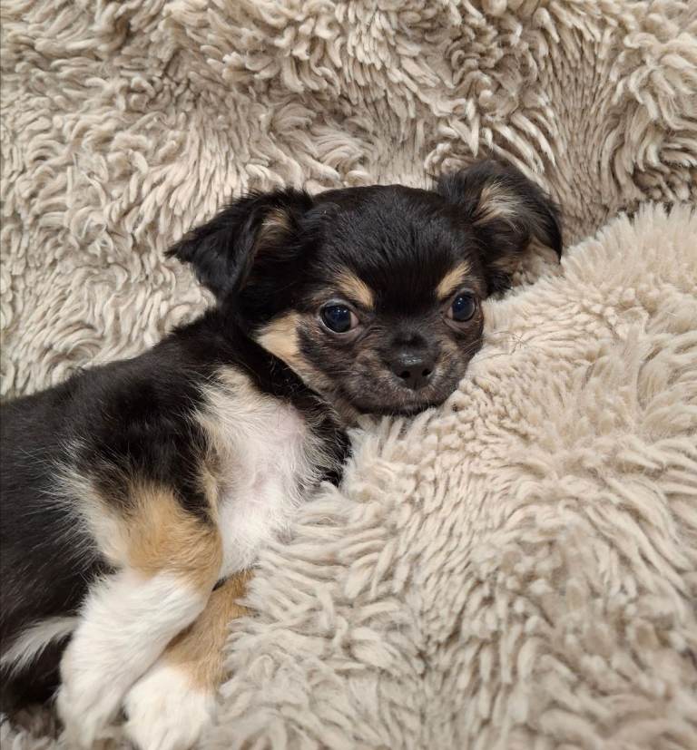 KC Reg Long Haired Chihuahua Pups 2 Males