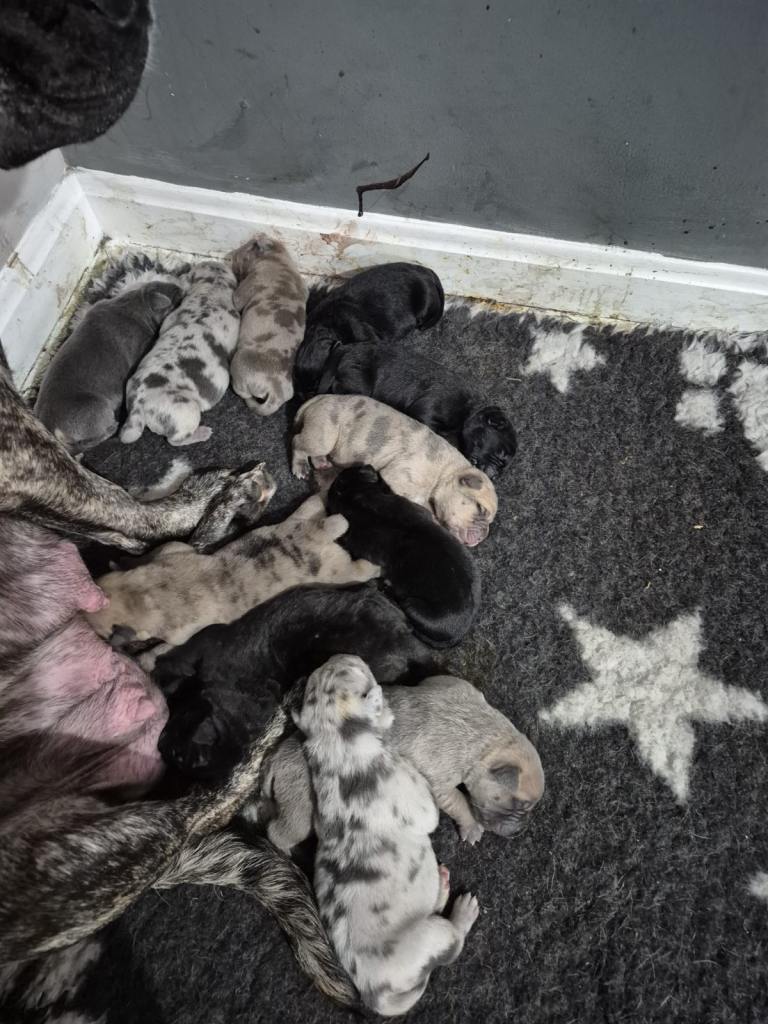 Cane Corso x presa canario puppies 