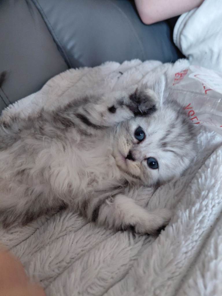 Kittens persian ready now