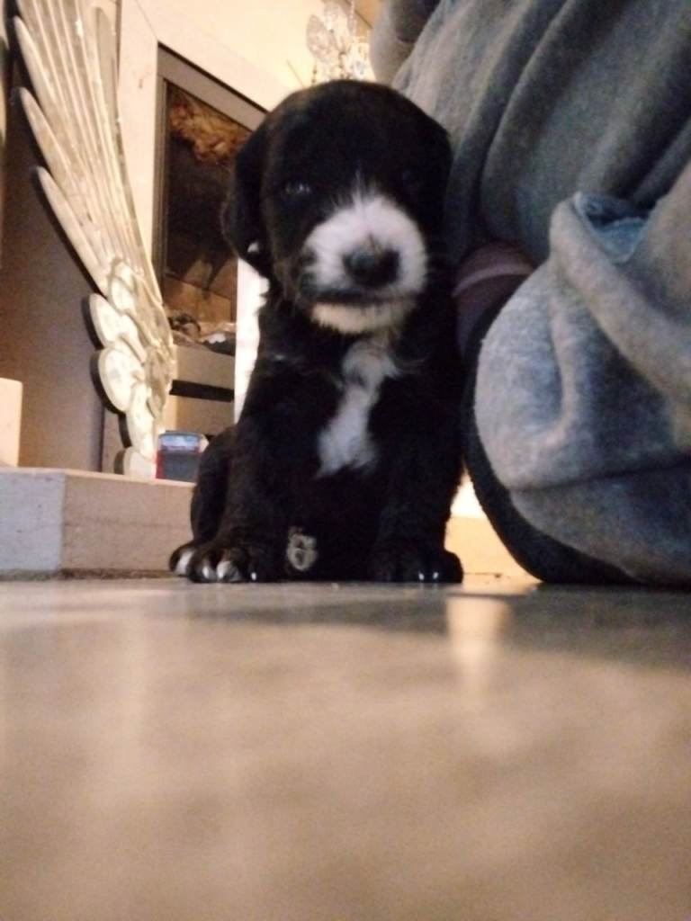 image for Poodle x whippet