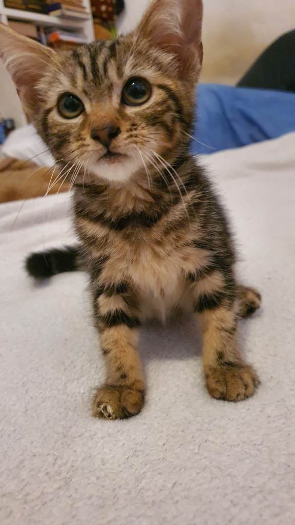 Beautiful kittens for sale,  looking for a new home