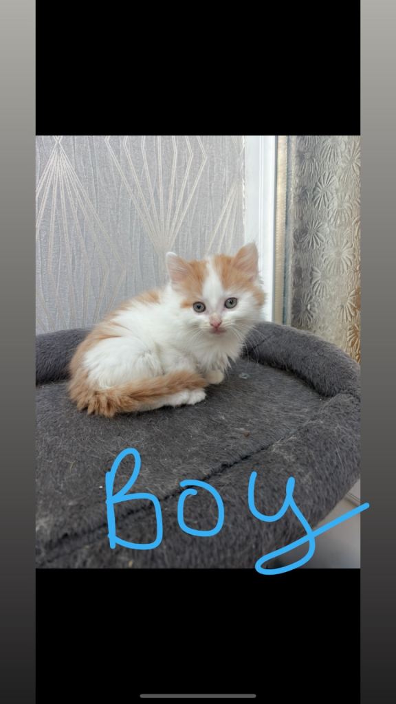 image for Half Turkish angora beautiful kittens 