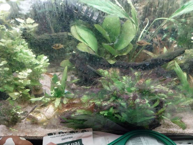 Group of 6 pea puffers