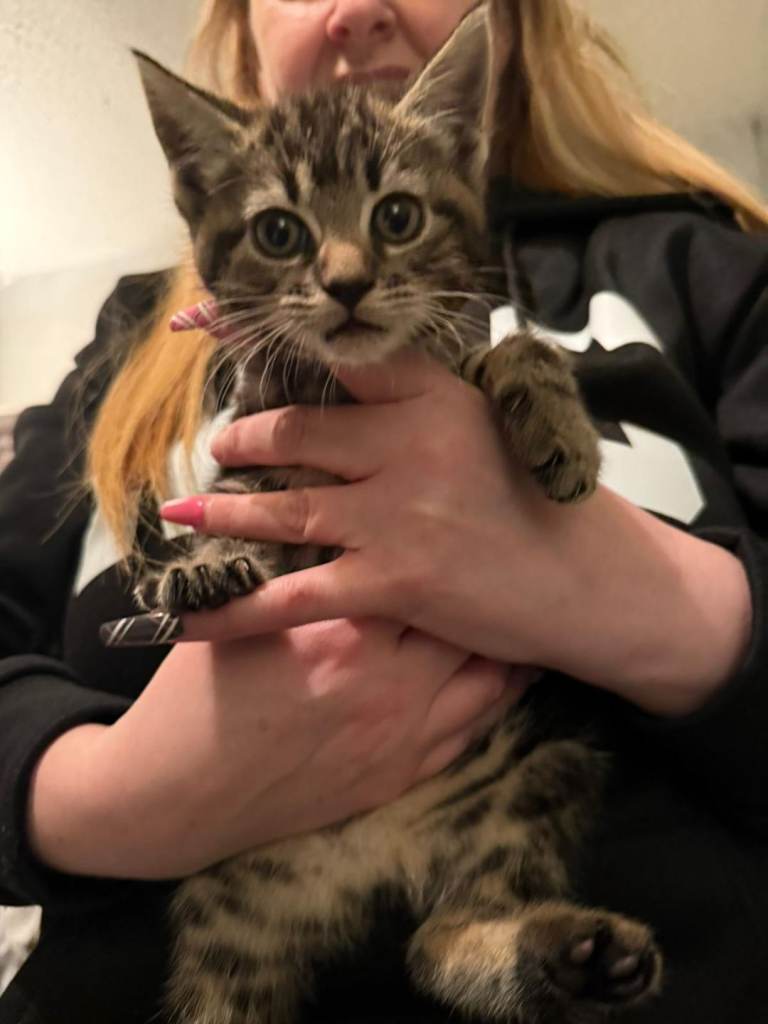 1 Maine coon/domestic male kittens for sale 